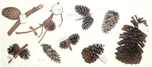 pinecones